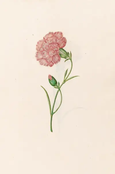 Nelken, 1692 – Nr. 3 von Magdelena Rosina Funck