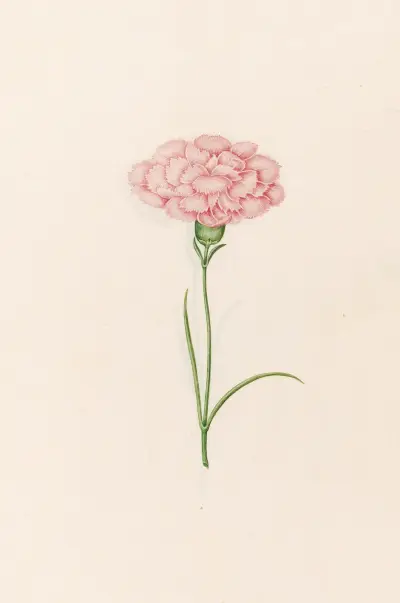 Nelke, 1692 – Nr. 7 von Magdelena Rosina Funck