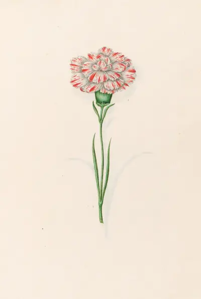 Nelken, 1692 – Nr. 1 von Magdelena Rosina Funck