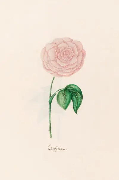 Centifoliüm von Magdelena Rosina Funck