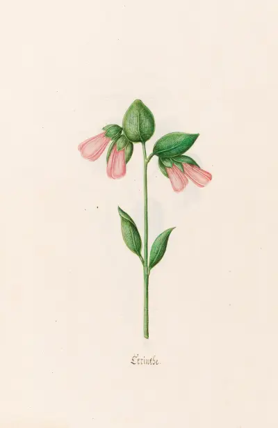 Cerinthe, 1692 – Nr. 2 von Magdelena Rosina Funck