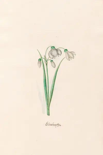 Schneeflocken von Magdelena Rosina Funck