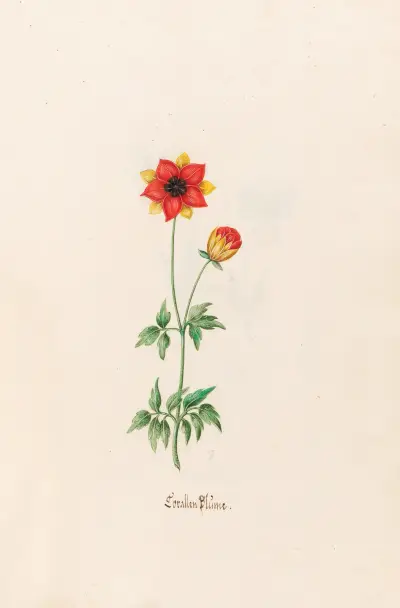 Korallenblüte von Magdelena Rosina Funck