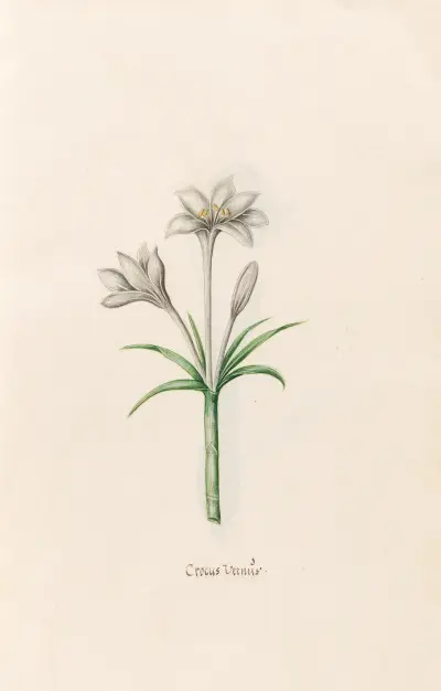 Crocus Vernüs, 1692 – Nr. 2 von Magdelena Rosina Funck
