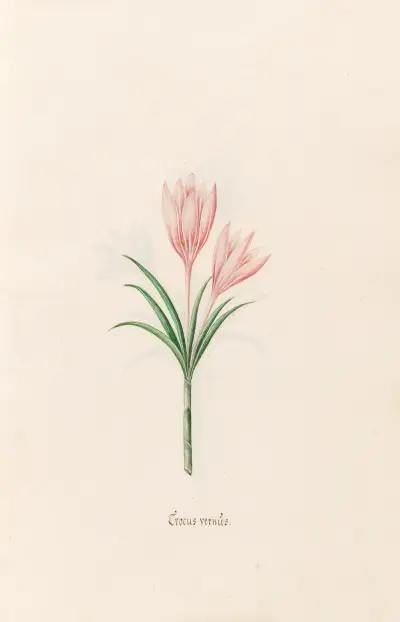 Crocus vernüs, 1692 – Nr. 1 von Magdelena Rosina Funck
