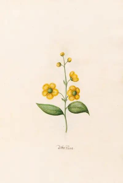 Dotterblume von Magdelena Rosina Funck