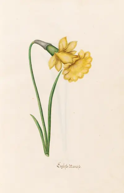 Englische Narzisse von Magdelena Rosina Funck