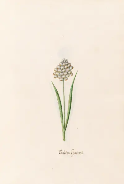 Hyazinthen, 1692 – Nr. 2 von Magdelena Rosina Funck
