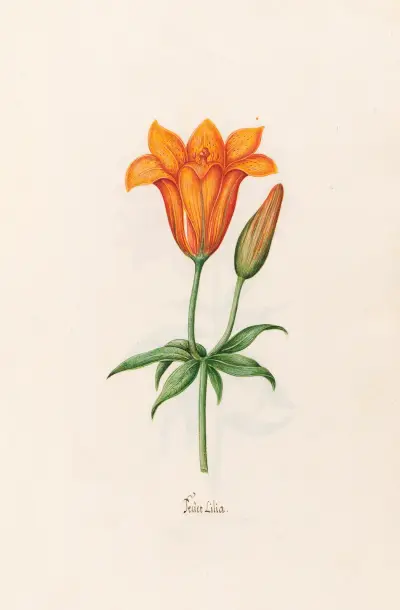 Feüer Lilia. [Lilja] av Magdelena Rosina Funck
