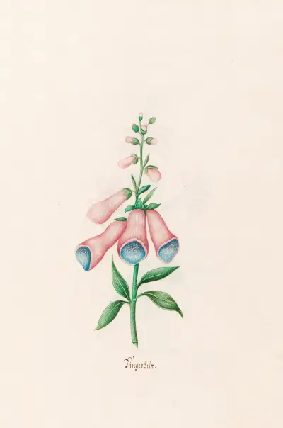 Fingerhüte von Magdelena Rosina Funck