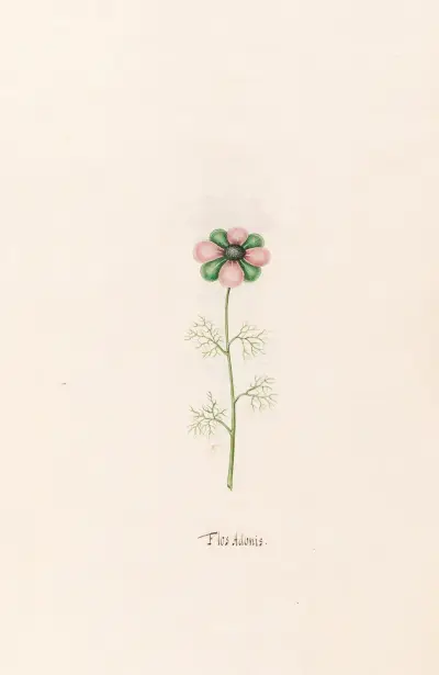 Flos Adonis, 1692 – Nr. 2 von Magdelena Rosina Funck