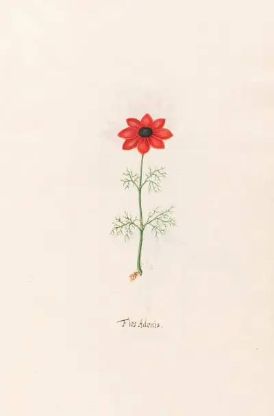 Flos Adonis, 1692 – Nr. 1 von Magdelena Rosina Funck