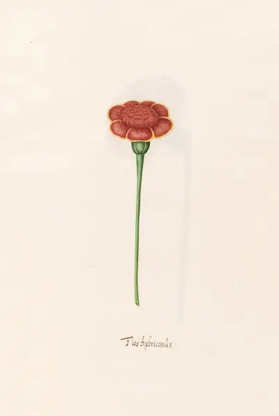Flos Aphricanüs, 1692 – nr 1 av Magdelena Rosina Funck
