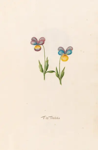 Flos Trinitatis von Magdelena Rosina Funck