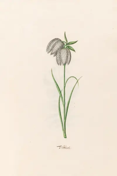 Fritillaria, 1692 – Nr. 2 von Magdelena Rosina Funck