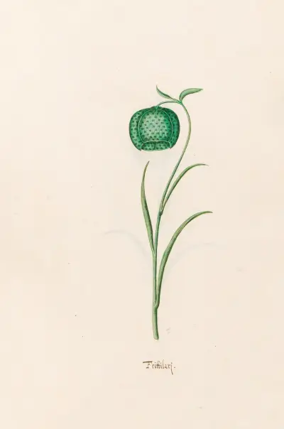 Fritillaria, 1692 – Nr. 3 von Magdelena Rosina Funck