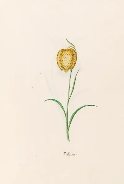 Fritillaria, 1692 – Nr. 4 von Magdelena Rosina Funck