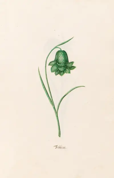 Frittilari. [Fritillaria] von Magdelena Rosina Funck