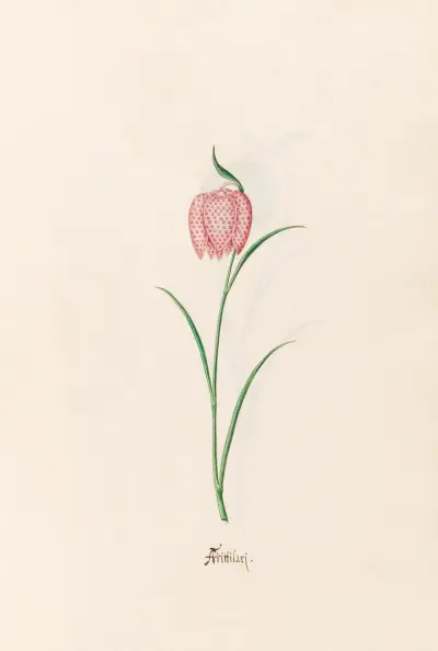 Fritillaria, 1692 – Nr. 1 von Magdelena Rosina Funck