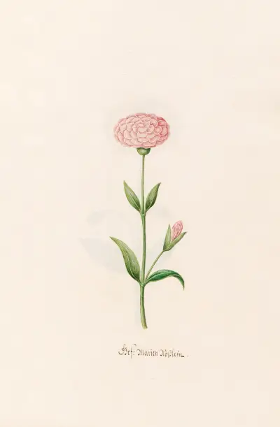 Gef. Marien Rösslein von Magdelena Rosina Funck