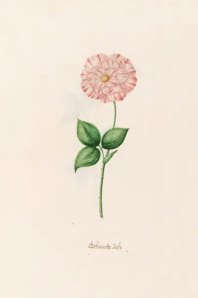Gemalte Rose von Magdelena Rosina Funck