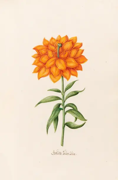 Gefüllte Feüer Lilia von Magdelena Rosina Funck