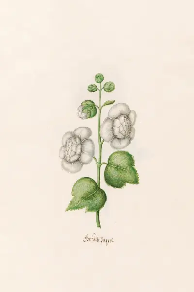 Gefüllte Pappel, 1692 – Nr. 2 von Magdelena Rosina Funck
