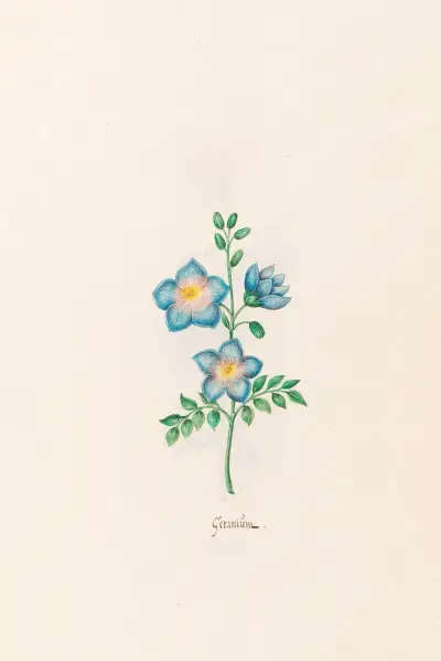 Geraniüm, 1692 – Nr. 2 von Magdelena Rosina Funck
