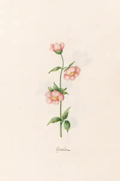 Geraniüm, 1692 – Nr. 3 von Magdelena Rosina Funck