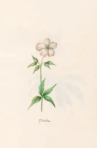 Geraniüm, 1692 – Nr. 1 von Magdelena Rosina Funck