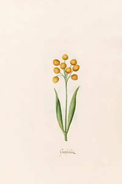 Gnaphaliüm, 1692 – Nr. 2 von Magdelena Rosina Funck