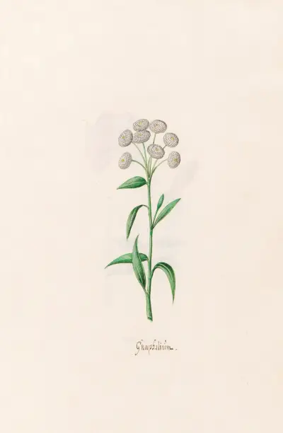 Gnaphaliüm, 1692 – Nr. 1 von Magdelena Rosina Funck