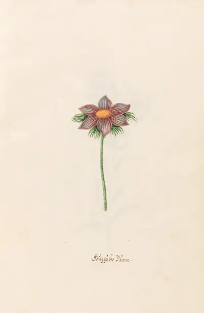 Güggücks Blüme von Magdelena Rosina Funck