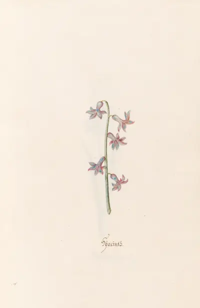 Hyazinthen, 1692 – Nr. 6 von Magdelena Rosina Funck