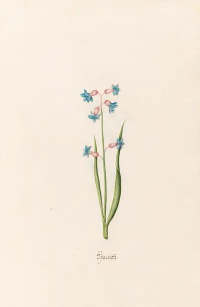Hyazinthen, 1692 – Nr. 7 von Magdelena Rosina Funck