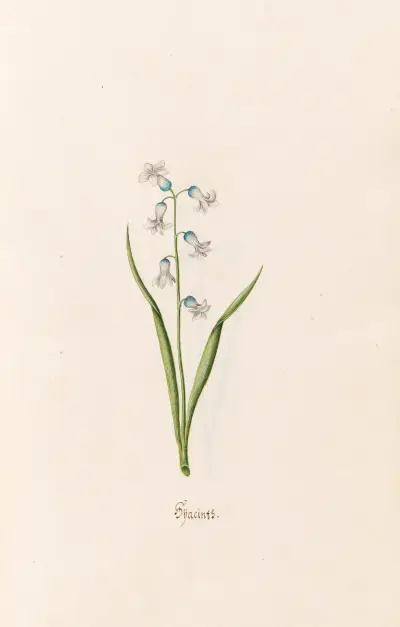 Hyazinthen, 1692 – Nr. 8 von Magdelena Rosina Funck