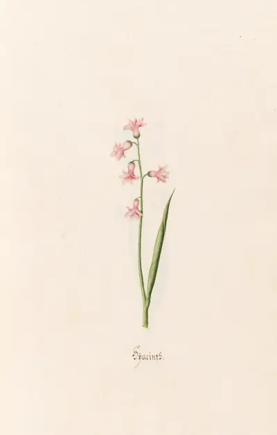Hyazinthen, 1692 – Nr. 9 von Magdelena Rosina Funck