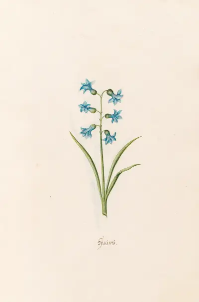 Hyazinthen, 1692 – Nr. 5 von Magdelena Rosina Funck