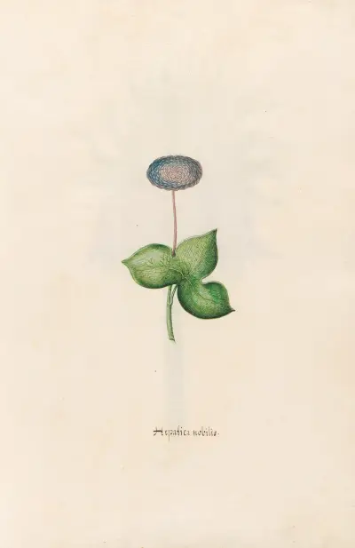 Hepatica nobilis von Magdelena Rosina Funck