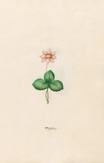 Leberblümchen von Magdelena Rosina Funck
