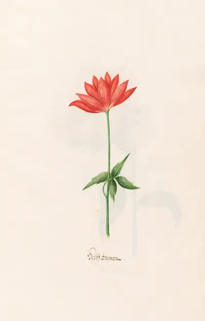 Herbst-Anemone von Magdelena Rosina Funck