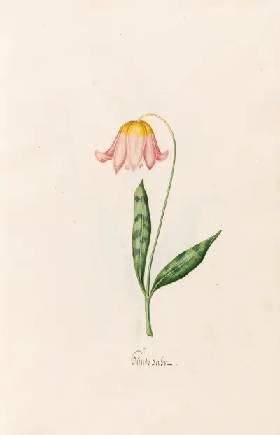 Hadí jazyk, Magdelena Rosina Funck