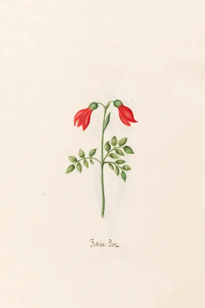 Indian; Bon von Magdelena Rosina Funck