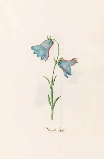Indische Glocke von Magdelena Rosina Funck