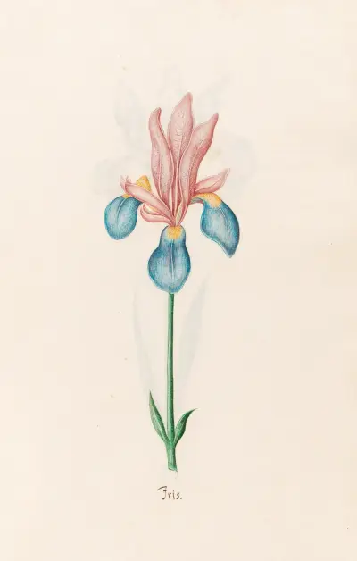 Iris, 1692 – Nr. 2 von Magdelena Rosina Funck