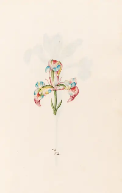 Iris, 1692 – Nr. 3 von Magdelena Rosina Funck