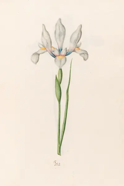 Iris, 1692 – Nr. 4 von Magdelena Rosina Funck