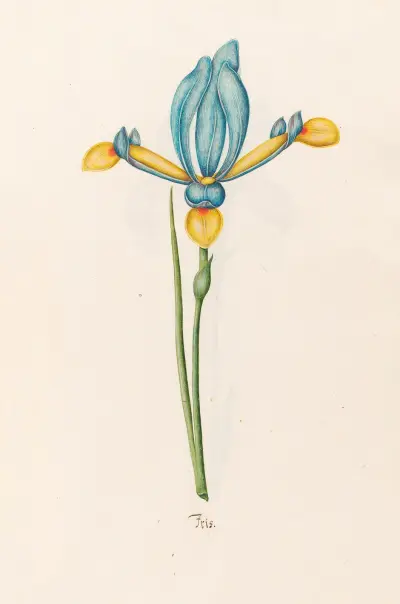 Iris, 1692 – Nr. 6 von Magdelena Rosina Funck