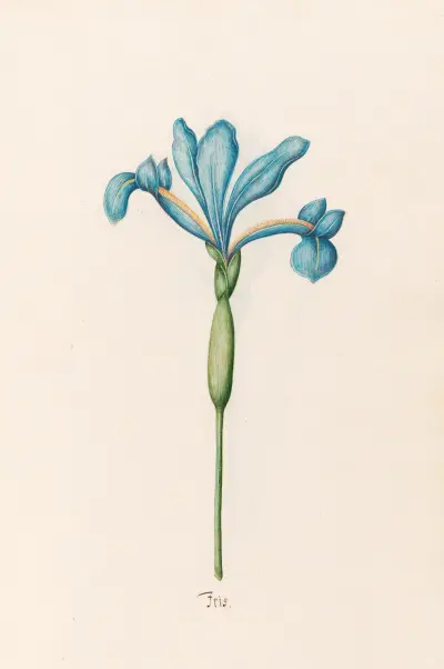 Iris, 1692 – Nr. 7 von Magdelena Rosina Funck