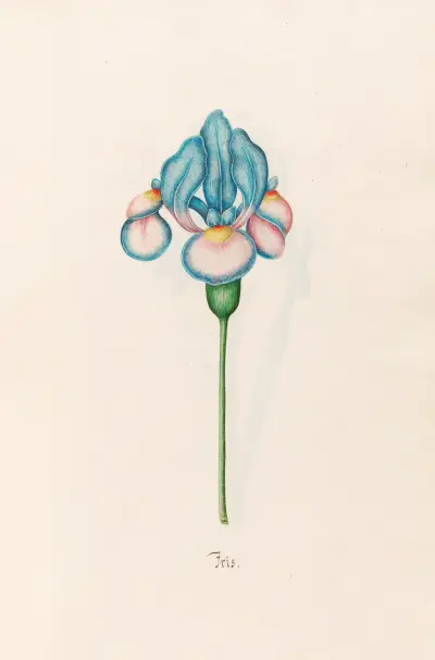 Iris, 1692 – Nr. 8 von Magdelena Rosina Funck